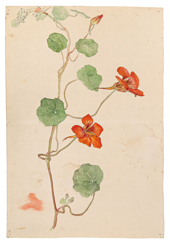 Hilma af Klint: Nasturtium